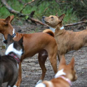 Wat een verschil in Basenji's!