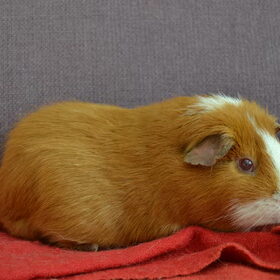Hondenfoto van Lotte