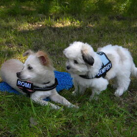 Hondenfoto van Melissa, Dempsey, Taiko, Minos & *Nina*
