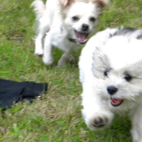 Hondenfoto van Melissa, Dempsey, Taiko, Minos & *Nina*