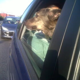 laika lekker uit het auto raampje hangen