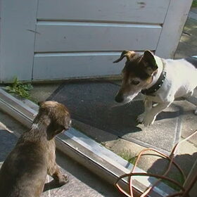 samen met onze andre hond(je)