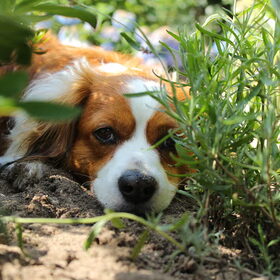 Ons kooikerhondje