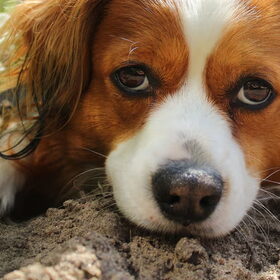 Ons kooikerhondje
