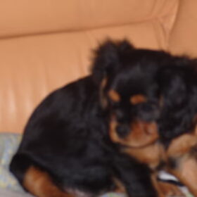 Dit is angel onze nieuwe aan winst