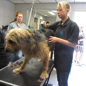 Hondenfoto van liesbeth,Turbo,Luna, Levi en Faith