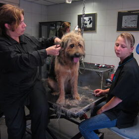 Hondenfoto van liesbeth,Turbo,Luna, Levi en Faith
