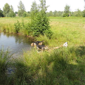 Hondenfoto van liesbeth,Turbo,Luna, Levi en Faith