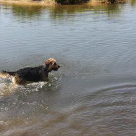 Hondenfoto van liesbeth,Turbo,Luna, Levi en Faith
