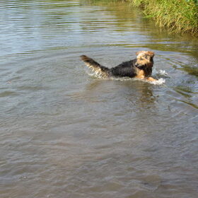 Hondenfoto van liesbeth,Turbo,Luna, Levi en Faith