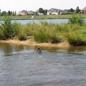 Hondenfoto van liesbeth,Turbo,Luna, Levi en Faith