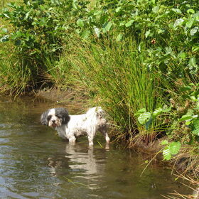 Hondenfoto van liesbeth,Turbo,Luna, Levi en Faith