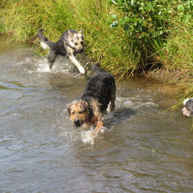 Hondenfoto van liesbeth,Turbo,Luna, Levi en Faith