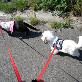 Gaan wandelen met Cyrus & Dempsey ...
