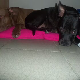 Hondenfoto van Amanda *Diablo & Lana
