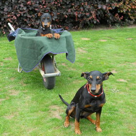 Hondenfoto van Marleen , Blacky & Justy