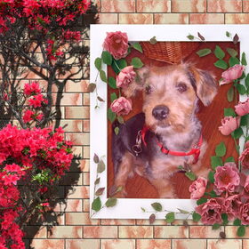 Hondenfoto van gerrie en droopy