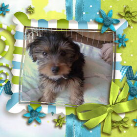 Hondenfoto van gerrie en droopy