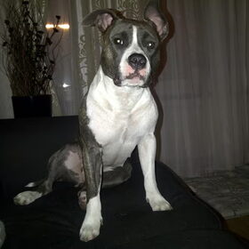 onze lieve Shanti.. zittend op der kontje hihihi