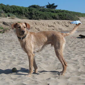 Mijn oppashond Mojo, Italie, hondenstrand.