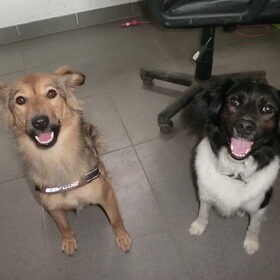 Kiwi en Spot
