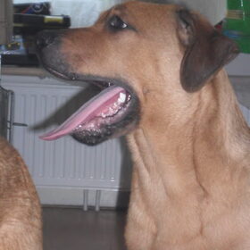 Knappe jongen!