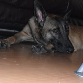 Hondenfoto van Hope & Rambo