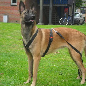 Hondenfoto van Hope & Rambo