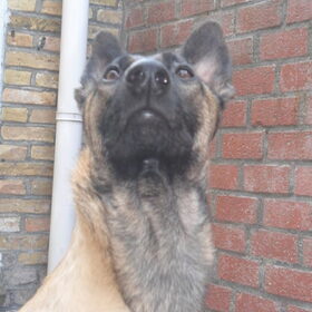 Hondenfoto van Hope & Rambo