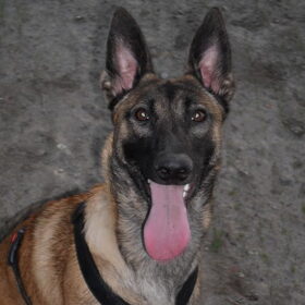 Hondenfoto van Hope & Rambo