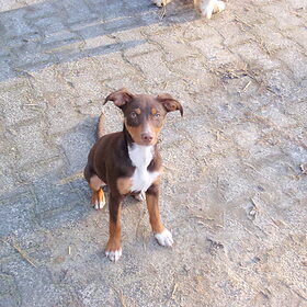 Dit is de hond van mijn nicht Sanna ze heeft deze hond…