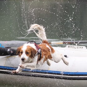 waterwerkende roxie