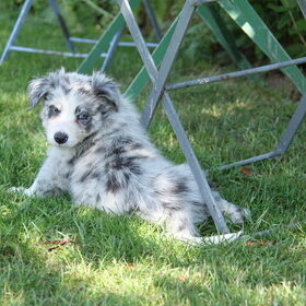 Hondenfoto van Sylvie °°  Thinka en Sky °°