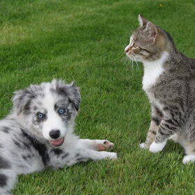 Sky samen met Ollie de kater (die denkt dat hij ook een hond is)