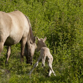 Konikpaard met veulen