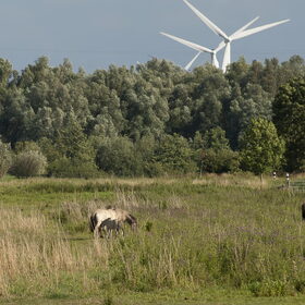 `konikspaarden