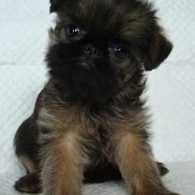female puppy is Imgosbull Ignite A Star (for sale)