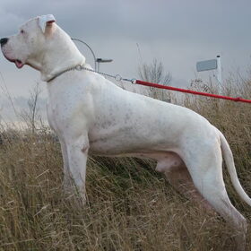 Dit is Bullet Del Grande Casador Branco al 9 jaar oud. Ziet er…