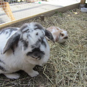 Hondenfoto van liesbeth,Turbo,Luna, Levi en Faith