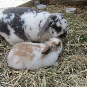 Hondenfoto van liesbeth,Turbo,Luna, Levi en Faith