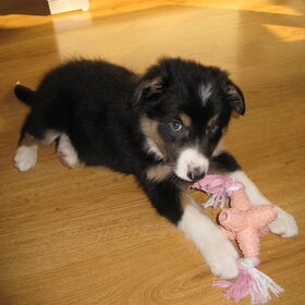 Onze nieuwe borderpup