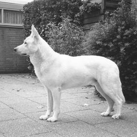 Sara's papa (Cirrus of Kimberly's Pride)