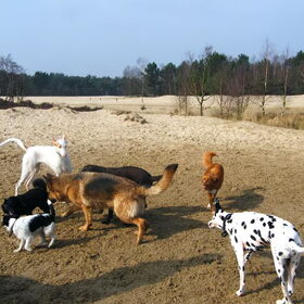 Joep in de Drunense Duinen