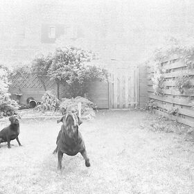 Hondenfoto van Rhianne + Falkor & Joy