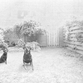Hondenfoto van Rhianne + Falkor & Joy
