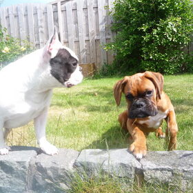 samen met zen vriendin lola rocky was 4maandjes hier