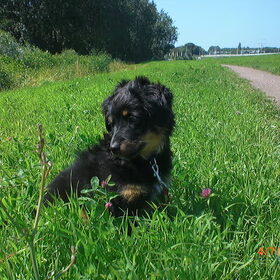 Sam 16 weken