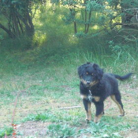 stoere hond van 14 weken oud