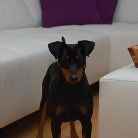 Guilia (agnes)