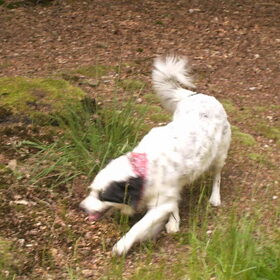 Flippie X